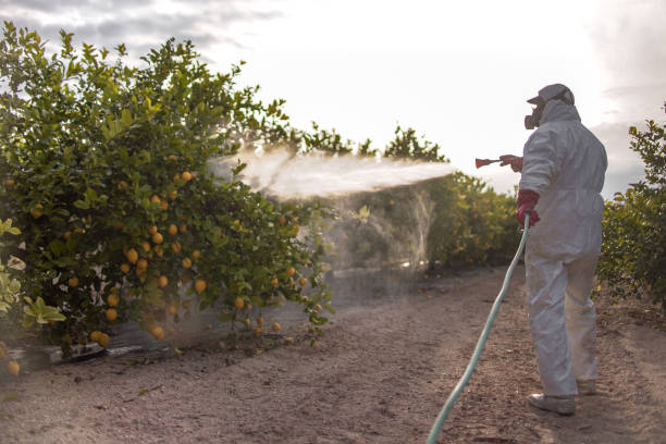 Flea Control Services in Roma, TX
