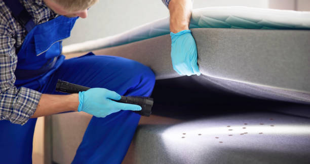 Best Emergency Pest Control  in Roma, TX