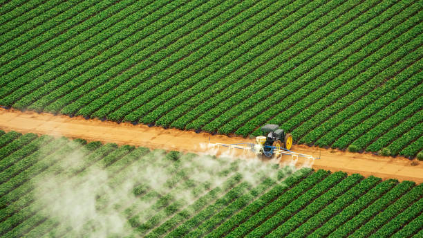 Best Best Pest Control Companies  in Roma, TX