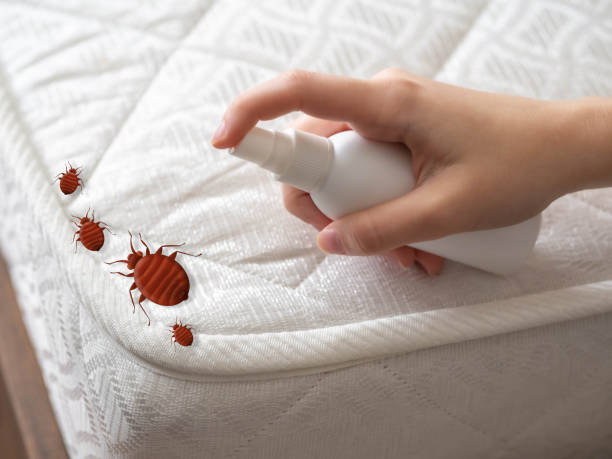 Wasp Removal Services in Roma, TX