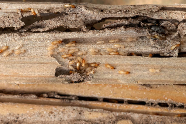 Best Cockroach Control Services  in Roma, TX