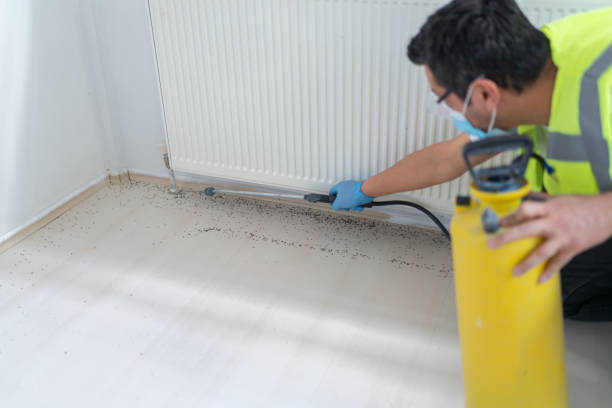 Best Insect Control  in Roma, TX